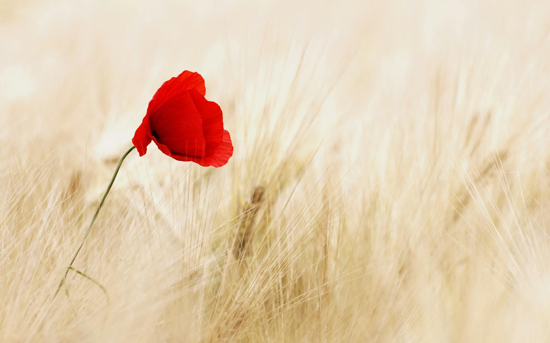 What is Tall Poppy Syndrome?